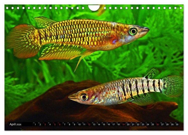 Produktbild: Bunte Fische der Welt - Killifische (Wandkalender 2026 DIN A4 quer), CALVENDO Monatskalender