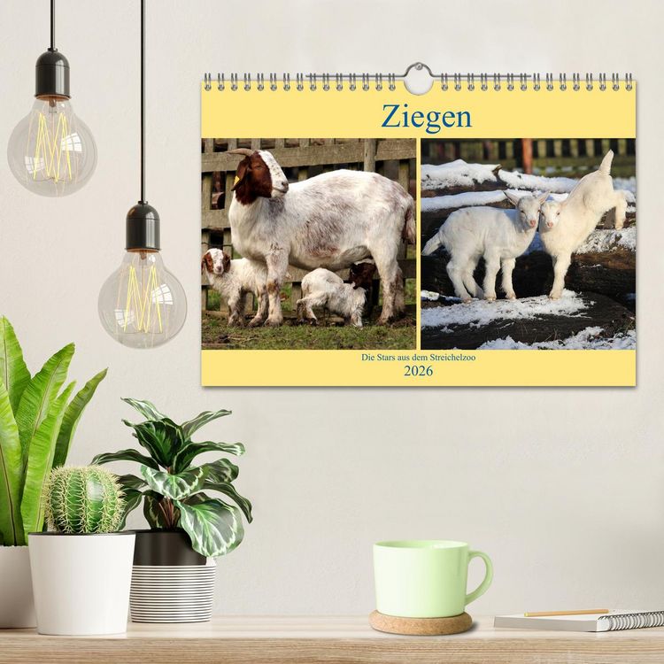 Produktbild: Ziegen - Die Stars aus dem Streichelzoo (Wandkalender 2026 DIN A4 quer), CALVENDO Monatskalender