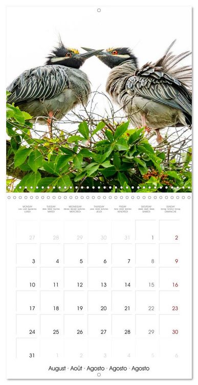 Produktbild: The beauty of herons and egrets (Wall Calendar 2026 12 &times; 12 Inch) CALVENDO 12 Month Wall Calendar