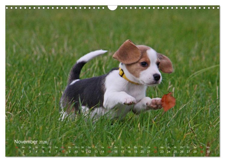 Produktbild: Beagle (Wandkalender 2026 DIN A3 quer), CALVENDO Monatskalender