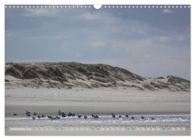 Produktbild: Texel. Neue D&uuml;nen (Wandkalender 2026 DIN A3 quer), CALVENDO Monatskalender