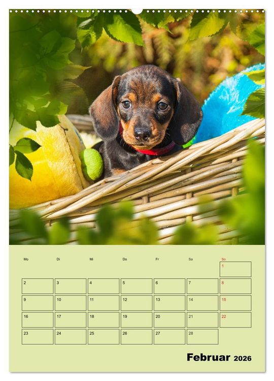 Produktbild: Dackeltr&auml;ume - Ein Familienplaner f&uuml;r das Jahr (Wandkalender 2026 DIN A2 hoch), CALVENDO Monatskalender