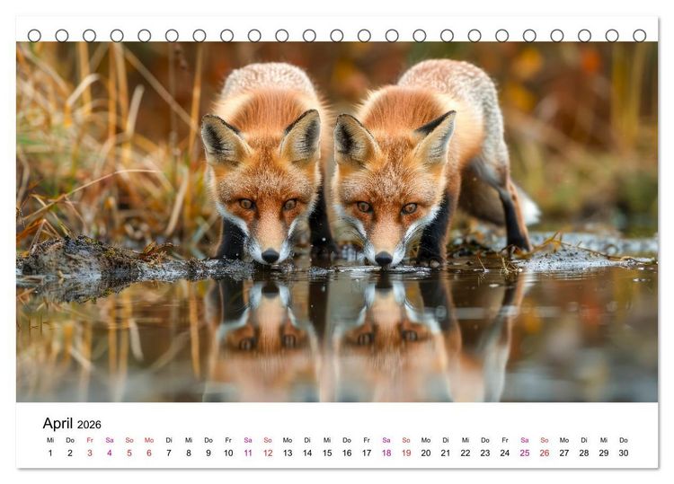 Produktbild: Fuchs - sch&ouml;ne Momente (Tischkalender 2026 DIN A5 quer), CALVENDO Monatskalender