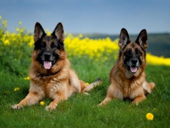 Produktbild: Deutsche Sch&auml;ferhunde (Puzzle)