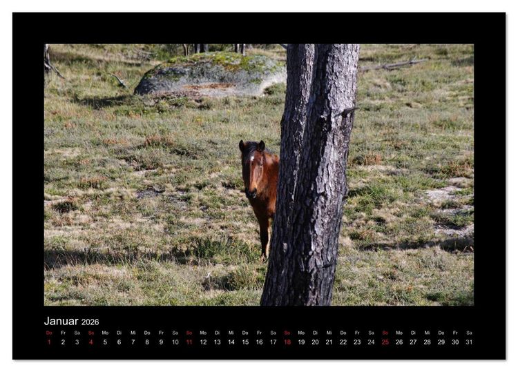 Produktbild: Garranos - Bedrohte Wildpferde Europas (Tischkalender 2026 DIN A5 quer), CALVENDO Monatskalender