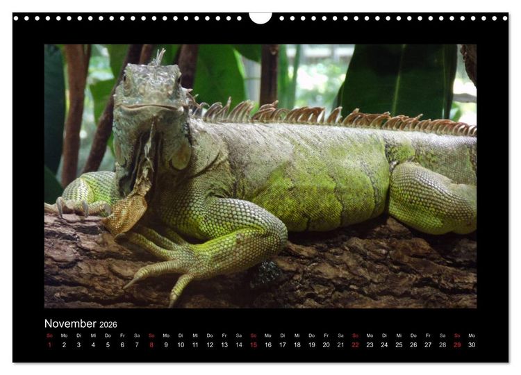 Produktbild: Faszinierende Reptilien (Wandkalender 2026 DIN A3 quer), CALVENDO Monatskalender
