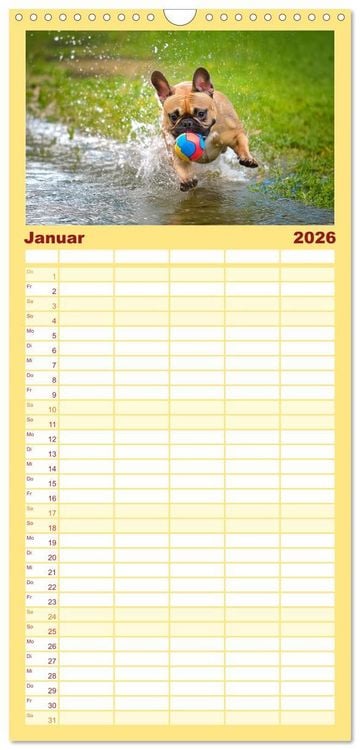 Produktbild: Familienplaner 2026 - Bullys in Action - Franz&ouml;sische Bulldoggen lieben B&auml;lle mit 5 Spalten (Wandkalender, 21 x 45 cm) CALVENDO