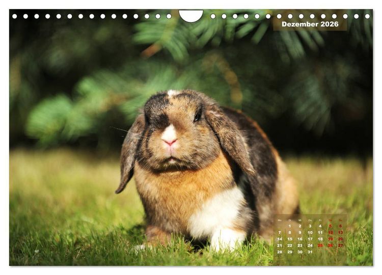 Produktbild: Kaninchen klein und putzig (Wandkalender 2026 DIN A4 quer), CALVENDO Monatskalender