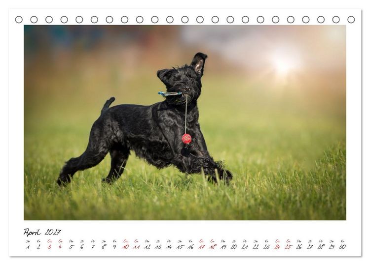 Produktbild: Riesenschnauzer - Herz auf vier Pfoten (Tischkalender 2027 DIN A5 quer), CALVENDO Monatskalender