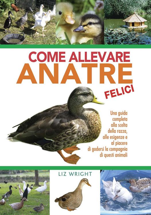 Produktbild: Come allevare anatre felici