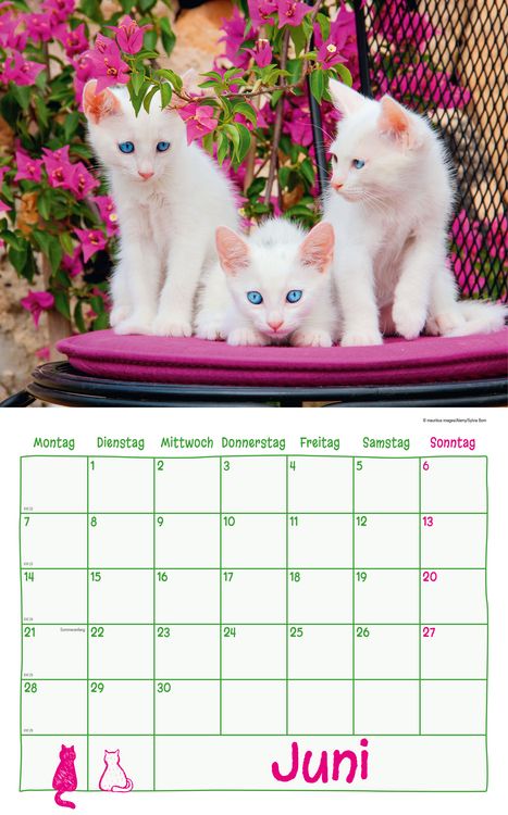 Produktbild: Katzen Kalenderpaket 2027