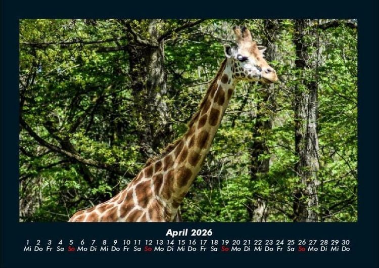 Produktbild: Giraffen 2026 Fotokalender DIN A4