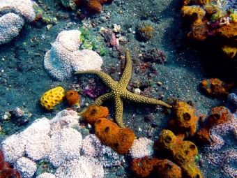 Produktbild: CALVENDO Puzzle Galathea-Seestern, Drop Off, Tulamben,Bali, Indonesien | 1000 Teile Lege-Gr&ouml;&szlig;e 64x48cm Foto-Puzzle f&uuml;r gl&uuml;ckliche Stunden
