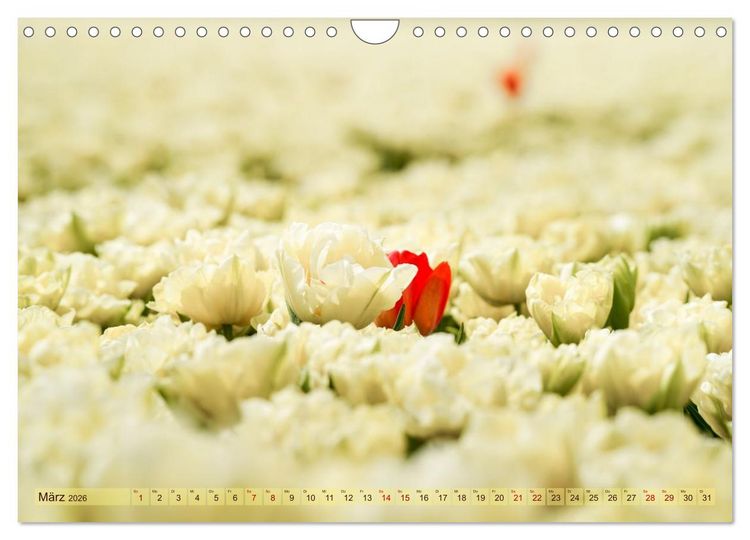 Produktbild: Tulpen - Hollands Stolz (Wandkalender 2026 DIN A4 quer), CALVENDO Monatskalender