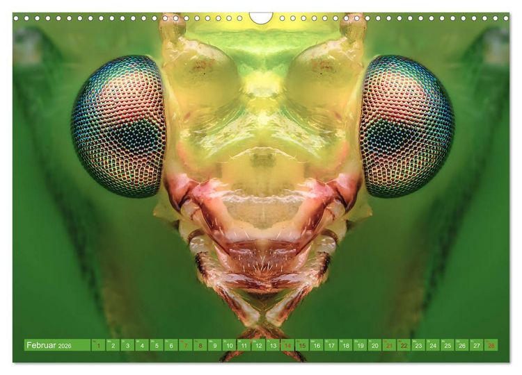 Produktbild: Extreme Makroaufnahmen - Insekten so nah wie nie (Wandkalender 2026 DIN A3 quer), CALVENDO Monatskalender