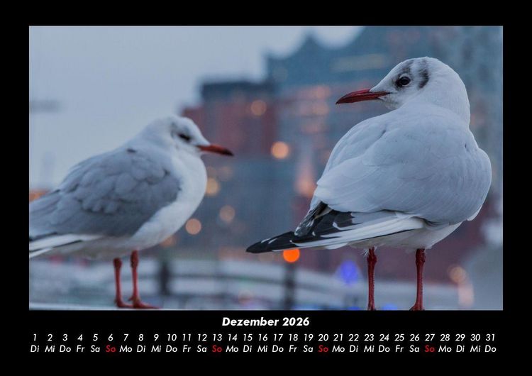 Produktbild: M&ouml;wen 2026 Fotokalender DIN A3