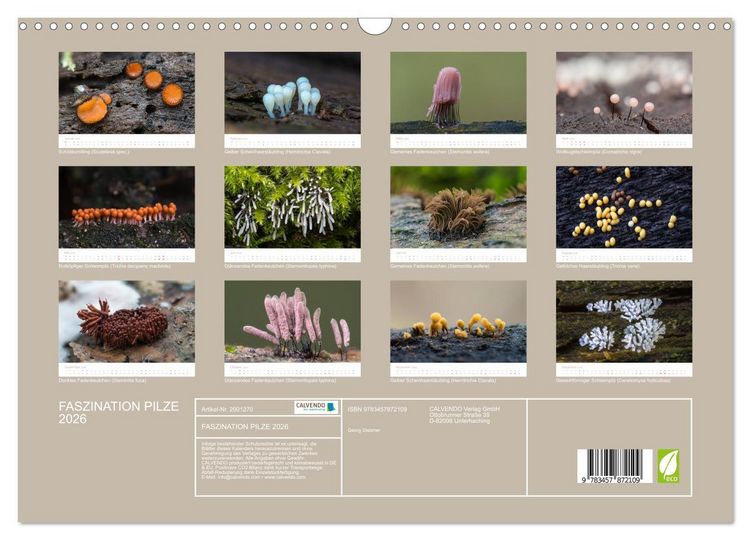 Produktbild: FASZINATION PILZE 2026 (Wandkalender 2026 DIN A3 quer), CALVENDO Monatskalender