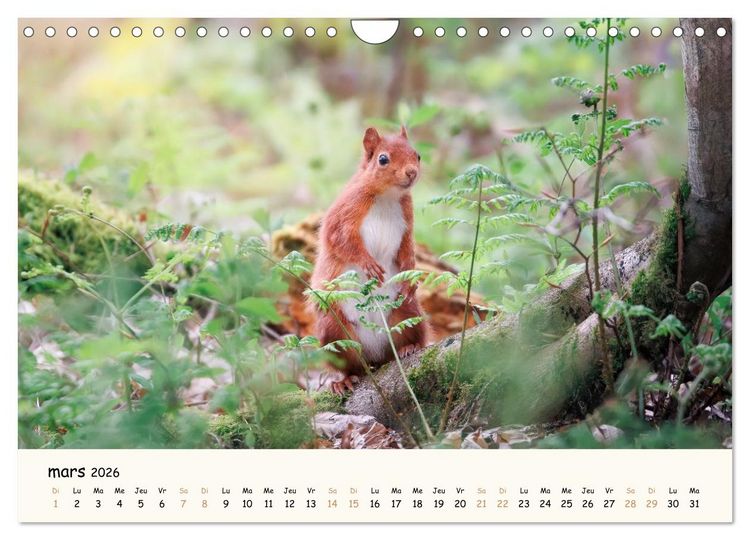 Produktbild: Les murmures de la for&ecirc;t - Regards d'animaux (Calendrier mural 2026 DIN A4 vertical), CALVENDO calendrier mensuel