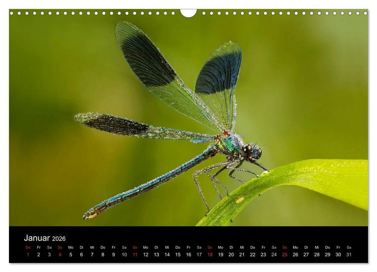 Produktbild: Libellen im Ried (Wandkalender 2026 DIN A3 quer), CALVENDO Monatskalender