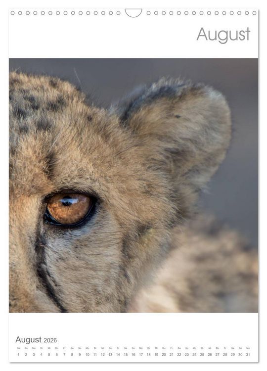 Produktbild: BIG CATS - Namibias Raubkatzen (Wandkalender 2026 DIN A3 hoch), CALVENDO Monatskalender