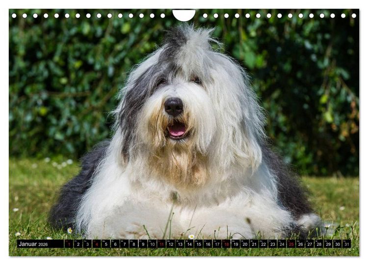 Produktbild: Traumhund Bobtail (Wandkalender 2026 DIN A4 quer), CALVENDO Monatskalender