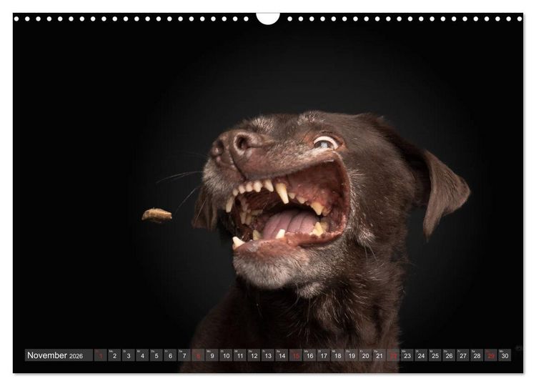 Produktbild: Fang das Leckerlie (Wandkalender 2026 DIN A3 quer), CALVENDO Monatskalender