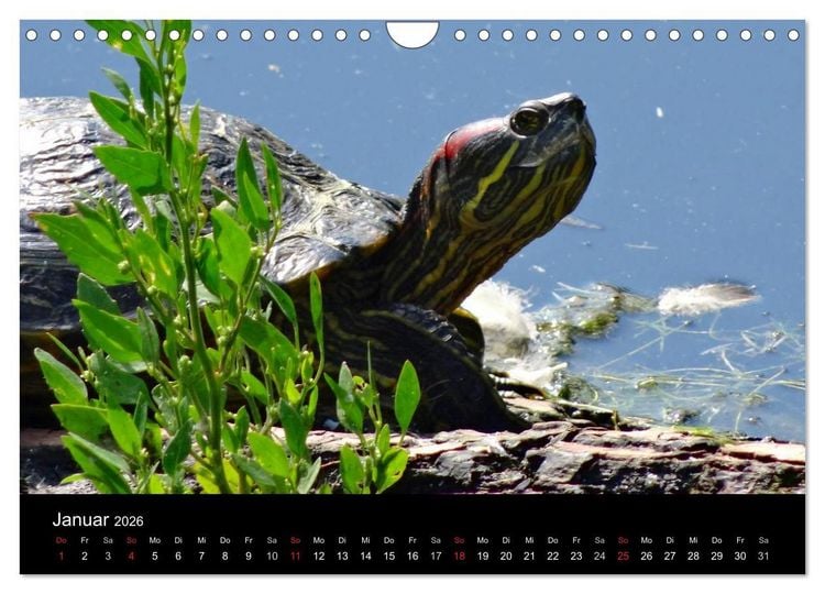 Produktbild: Das Leben der Schildkr&ouml;ten (Wandkalender 2026 DIN A4 quer), CALVENDO Monatskalender