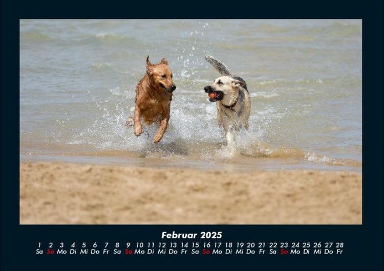 Produktbild: Der Hundekalender 2025 Fotokalender DIN A4