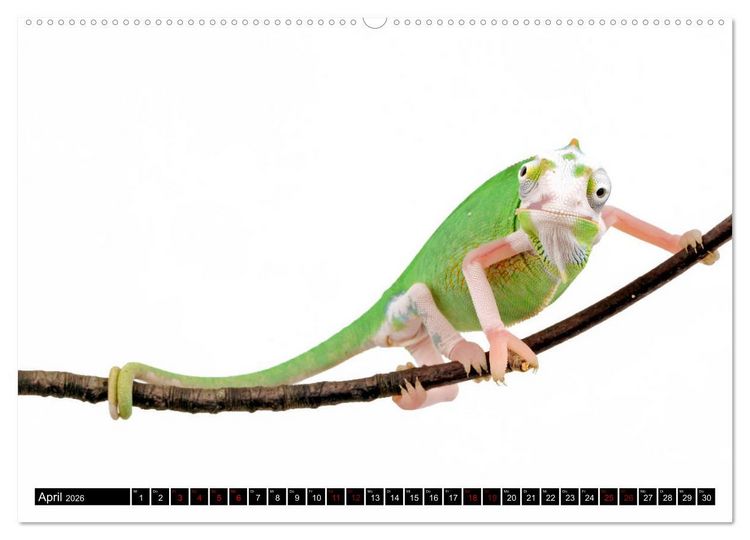 Produktbild: Amphibien und Reptilien (hochwertiger Premium Wandkalender 2026 DIN A2 quer), Kunstdruck in Hochglanz