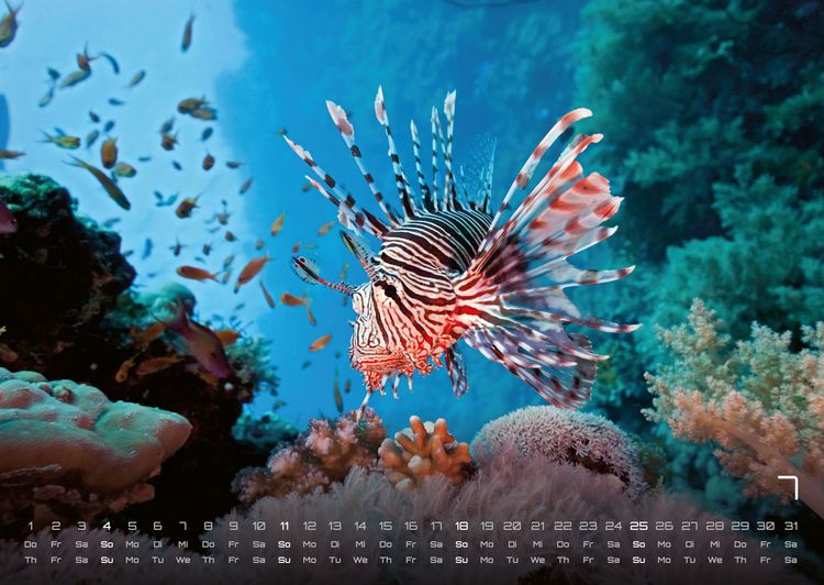 Produktbild: Sealife - verborgene Tiefen - 2027 - Kalender DIN A2