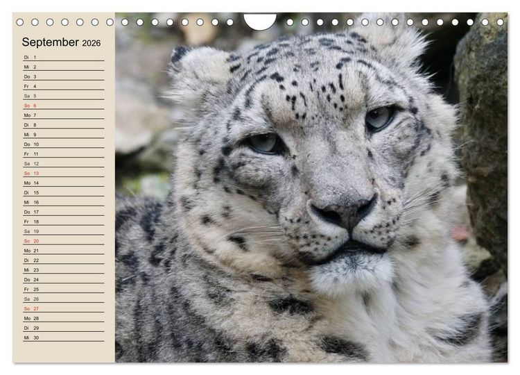 Produktbild: Schneeleoparden. Geschmeidige Gebirgsj&auml;ger (Wandkalender 2026 DIN A4 quer), CALVENDO Monatskalender
