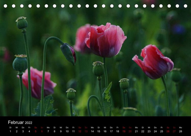 Produktbild: Mohnbl&uuml;te in Germerode (Tischkalender 2022 DIN A5 quer)