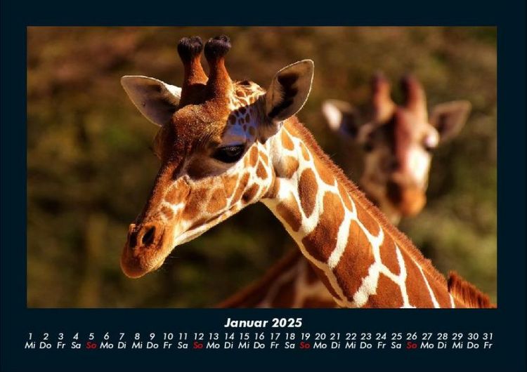 Produktbild: Giraffen 2025 Fotokalender DIN A4
