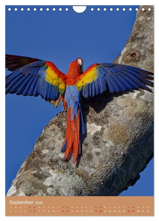 Produktbild: V&ouml;gel Costa Ricas (Wandkalender 2026 DIN A4 hoch), CALVENDO Monatskalender