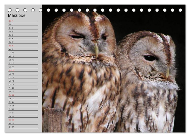 Produktbild: Eulen. W&auml;chter der Nacht (Tischkalender 2026 DIN A5 quer), CALVENDO Monatskalender