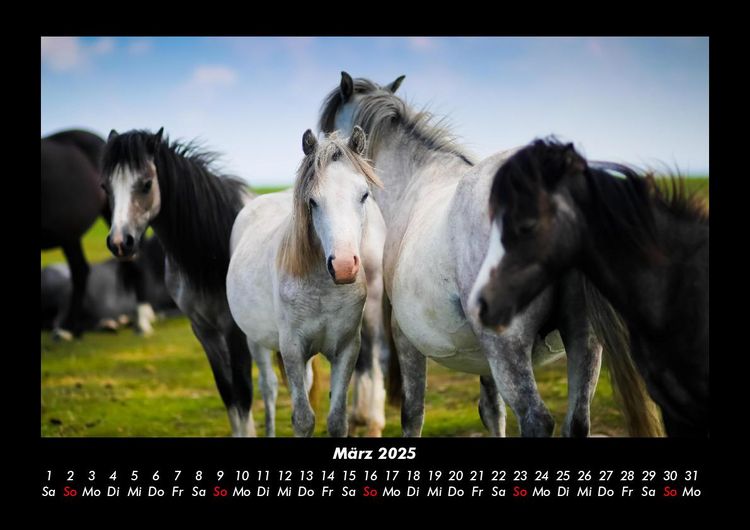Produktbild: Die Welt der Pferde 2025 Fotokalender DIN A3