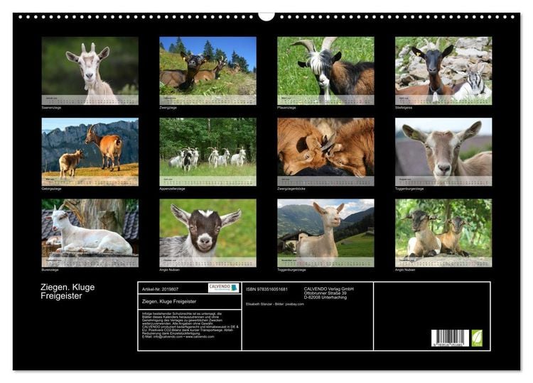 Produktbild: Ziegen. Kluge Freigeister (Wandkalender 2026 DIN A2 quer), CALVENDO Monatskalender