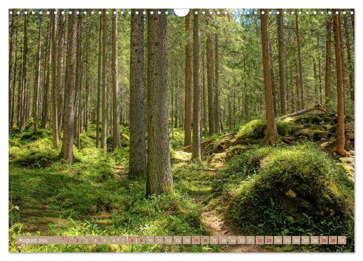Produktbild: Der Wald - Ort der Ruhe und Besinnung (Wandkalender 2026 DIN A3 quer), CALVENDO Monatskalender