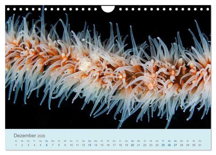 Produktbild: Abenteuer Unterwasser (Wandkalender 2026 DIN A4 quer), CALVENDO Monatskalender