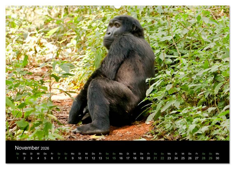 Produktbild: Ugandas friedliche Berggorillas (Wandkalender 2026 DIN A2 quer), CALVENDO Monatskalender