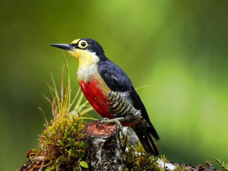 Produktbild: CALVENDO Puzzle Goldmaskenspecht (Melanerpes flavifrons) | 1000 Teile Lege-Gr&ouml;&szlig;e 64x48cm Foto-Puzzle f&uuml;r gl&uuml;ckliche Stunden