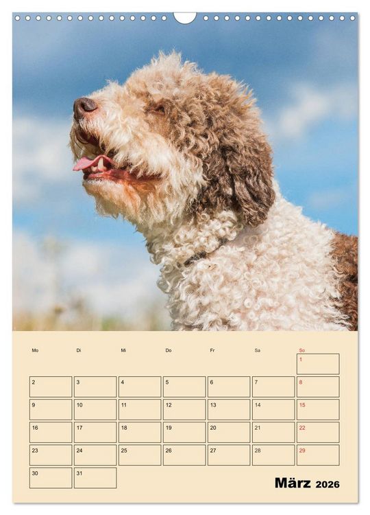 Produktbild: Jahresplaner Lagotto Romagnolo (Wandkalender 2026 DIN A3 hoch), CALVENDO Monatskalender
