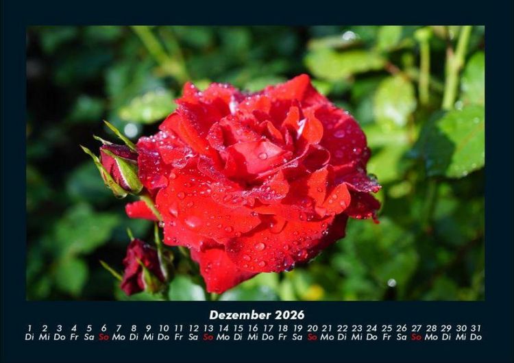 Produktbild: Blumenzauber 2026 Fotokalender DIN A4
