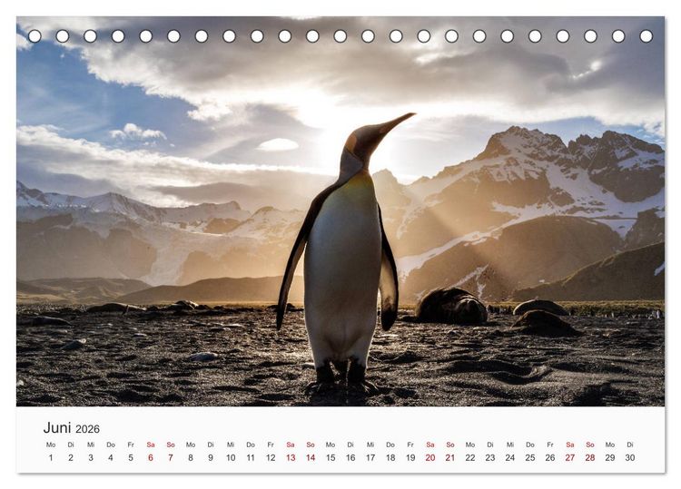 Produktbild: Pinguine - Die sympathischen Frack-Tr&auml;ger (Tischkalender 2026 DIN A5 quer), CALVENDO Monatskalender