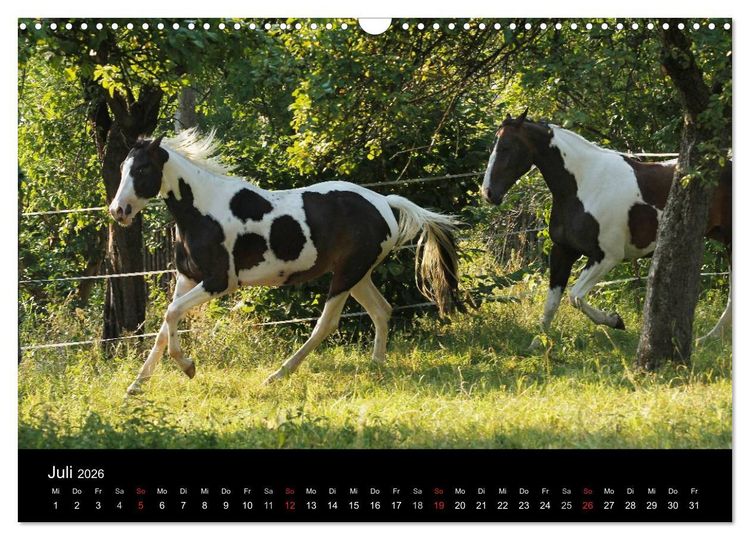 Produktbild: Faszinierende Pferde 2026 (Wandkalender 2026 DIN A3 quer), CALVENDO Monatskalender