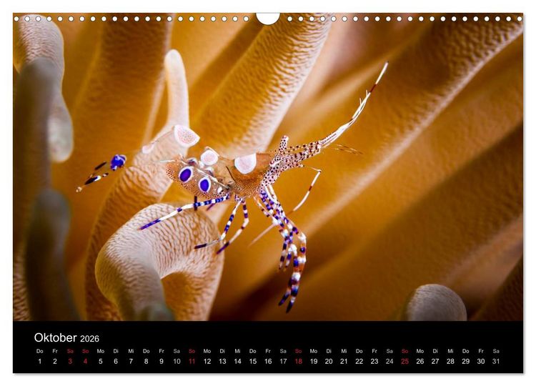 Produktbild: Abgetaucht - an den K&uuml;sten vor Cura&ccedil;ao (Wandkalender 2026 DIN A3 quer), CALVENDO Monatskalender