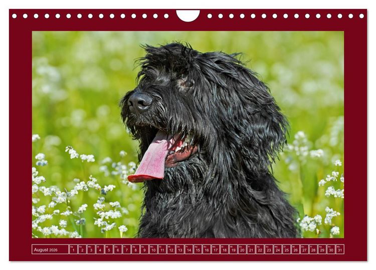 Produktbild: Herz auf vier Pfoten - Briard (Wandkalender 2026 DIN A4 quer), CALVENDO Monatskalender