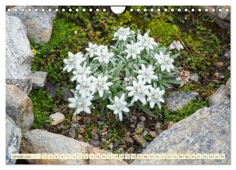 Produktbild: Edelwei&szlig; - Wahrzeichen der Alpen (Wandkalender 2026 DIN A4 quer), CALVENDO Monatskalender