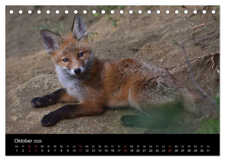 Produktbild: Ein Blick in Reinekes Kinderstube (Tischkalender 2026 DIN A5 quer), CALVENDO Monatskalender