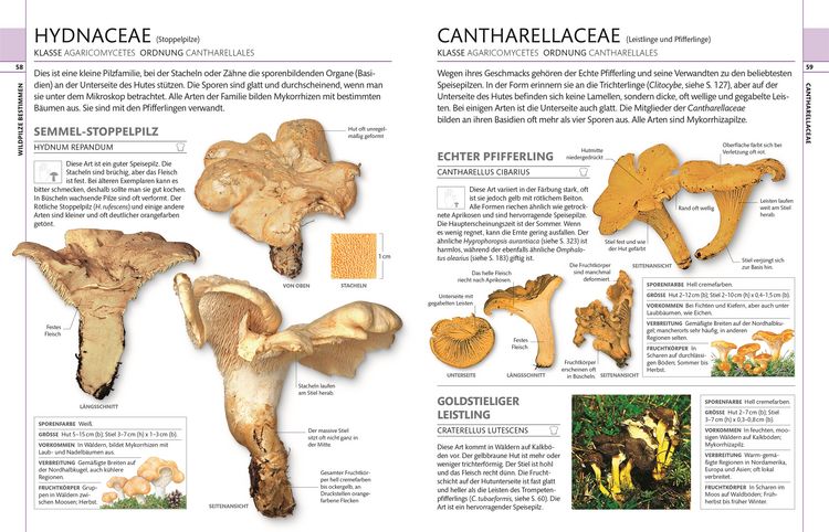 Produktbild: Pilze